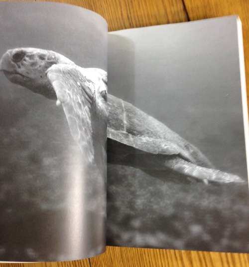 DIVE SOUTH AFRICA AL J. VENTER JOHN VISSER ULTIMATE UNDERWATER COMPENDIUM 2008 SHARKS signed book