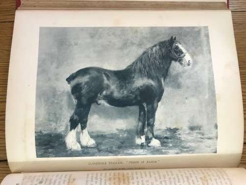 THE BOOK of the HORSE SAMUEL SIDNEY 1893 CASSELL and CO. LONDON NEW EDITION SINCLAIR and BLEW VET.
