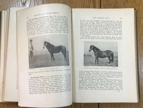 POINTS of the HORSE CAPTAIN M.H. HAYES 1922 4th EDITION NEW IMPRESSION HURST and BLACKETT ENGLAND.