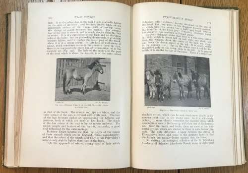POINTS of the HORSE CAPTAIN M.H. HAYES 1922 4th EDITION NEW IMPRESSION HURST and BLACKETT ENGLAND.