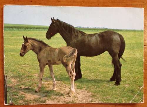 POSTCARD POST CARD GERMANY HORSEFOAL PADDOCKS MARE NETHERLANDS 1988 NEW GERMANY SOUTH AFRICA.
