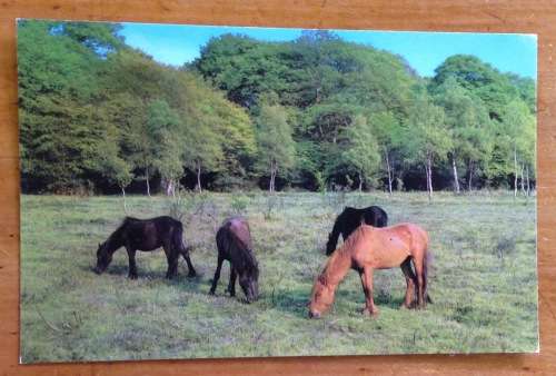 POSTCARD POST CARD GREAT BRITAIN HORSE NEW FOREST PONIES TREES ENGLAND.