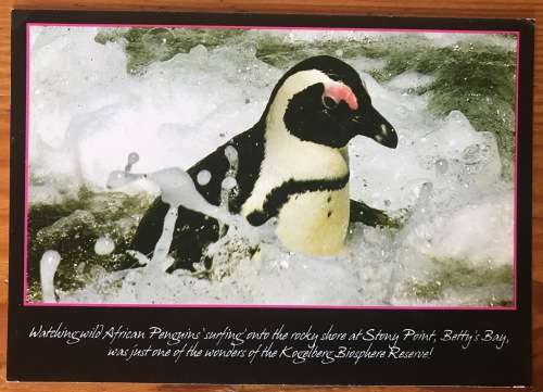 POSTCARD POST CARD KOGELSBERG BIOSHERE RESERVE PENGUIN BETTY`S BAY STUNNING!!!