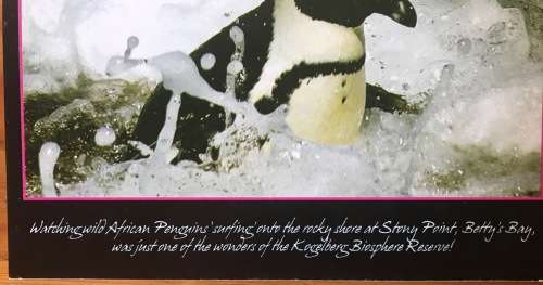 POSTCARD POST CARD KOGELSBERG BIOSHERE RESERVE PENGUIN BETTY`S BAY STUNNING!!!