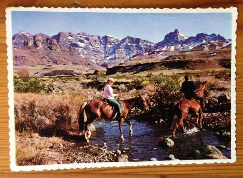POSTCARD POST CARD COLOUR DRAKENSBERG NATAL HORSE RIDING SNOW MOUNTAIN RIVER LANDSCAPE PROTEA FLOWER