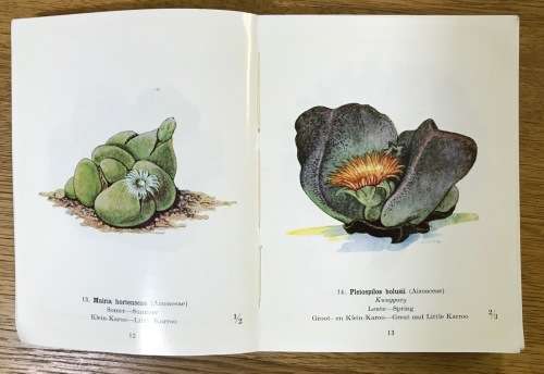 PROTECTED WILD FLOWERS of the CAPE PROVINCE BESKERMDE VELDBLOMME van KAAPLAND 1958 MAPS COLOUR ART.