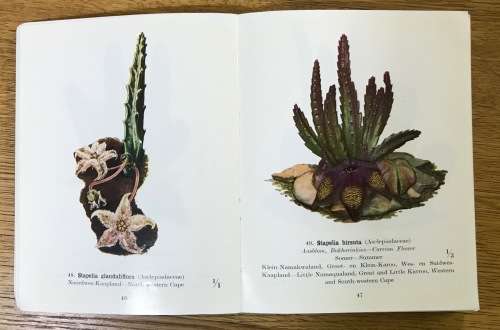 PROTECTED WILD FLOWERS of the CAPE PROVINCE BESKERMDE VELDBLOMME van KAAPLAND 1958 MAPS COLOUR ART.