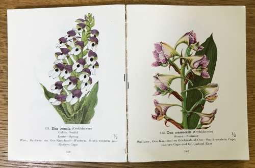 PROTECTED WILD FLOWERS of the CAPE PROVINCE BESKERMDE VELDBLOMME van KAAPLAND 1958 MAPS COLOUR ART.