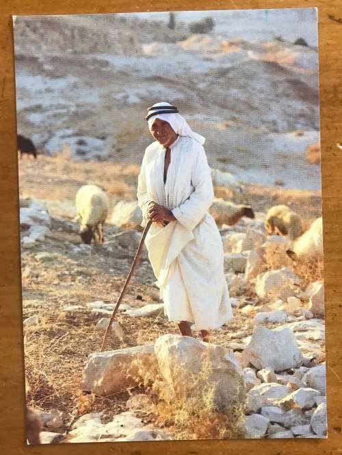 POSTCARD POST CARD ISRAEL SHEPHERD`S FIELD SHEEP.