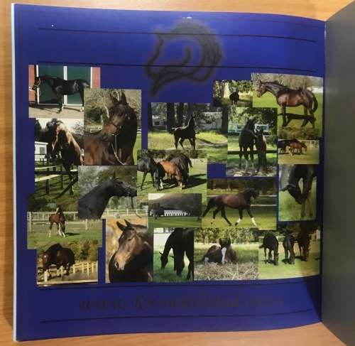 HORSES!! CHAMPIONS 2008 A COLLECTION of SOUTH AFRICA`S FINEST EQUESTRIANS SHOWJUMPING DRESSAGE VAULT