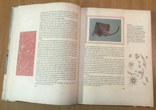 SOUTH AFRICAN FISH AND FISHING ILLUSTRATED STORY of the INDUSTRY with CARDS 1963 IRVIN & JOHNSON