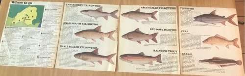 FRESHWATER FISH of SOUTH AFRICA NEWSPAPER CUTTINGS x 4 pages TIGERFISH CARP BARBEL TROUT YELLOWFISH.