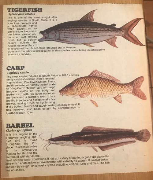 FRESHWATER FISH of SOUTH AFRICA NEWSPAPER CUTTINGS x 4 pages TIGERFISH CARP BARBEL TROUT YELLOWFISH.