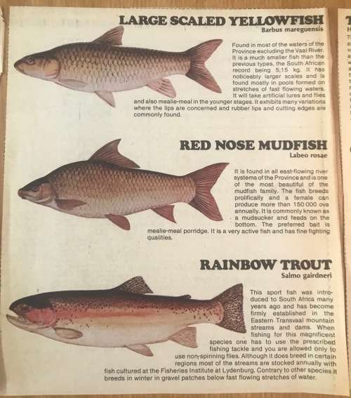 FRESHWATER FISH of SOUTH AFRICA NEWSPAPER CUTTINGS x 4 pages TIGERFISH CARP BARBEL TROUT YELLOWFISH.