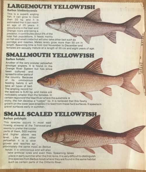 FRESHWATER FISH of SOUTH AFRICA NEWSPAPER CUTTINGS x 4 pages TIGERFISH CARP BARBEL TROUT YELLOWFISH.
