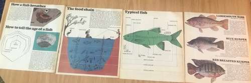 FRESHWATER FISH of SOUTH AFRICA NEWSPAPER CUTTINGS x 4 pages TIGERFISH CARP BARBEL TROUT YELLOWFISH.