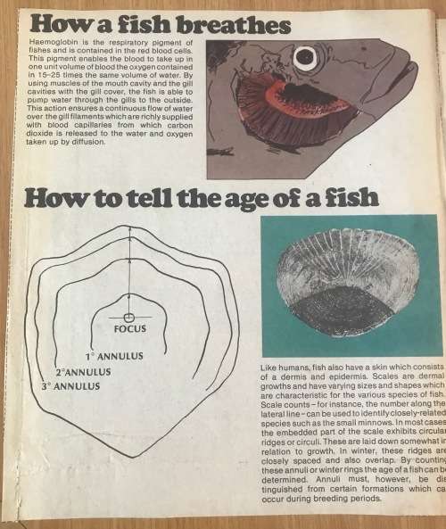 FRESHWATER FISH of SOUTH AFRICA NEWSPAPER CUTTINGS x 4 pages TIGERFISH CARP BARBEL TROUT YELLOWFISH.