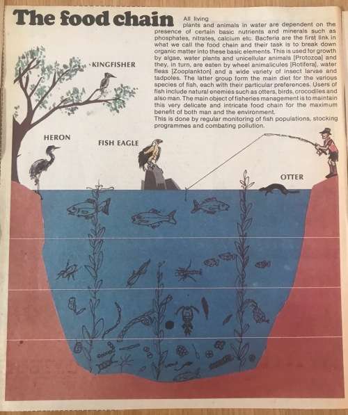 FRESHWATER FISH of SOUTH AFRICA NEWSPAPER CUTTINGS x 4 pages TIGERFISH CARP BARBEL TROUT YELLOWFISH.