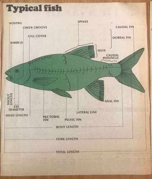 FRESHWATER FISH of SOUTH AFRICA NEWSPAPER CUTTINGS x 4 pages TIGERFISH CARP BARBEL TROUT YELLOWFISH.