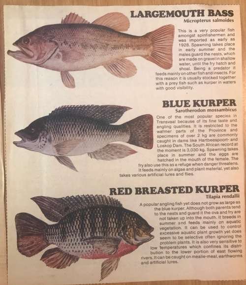 FRESHWATER FISH of SOUTH AFRICA NEWSPAPER CUTTINGS x 4 pages TIGERFISH CARP BARBEL TROUT YELLOWFISH.