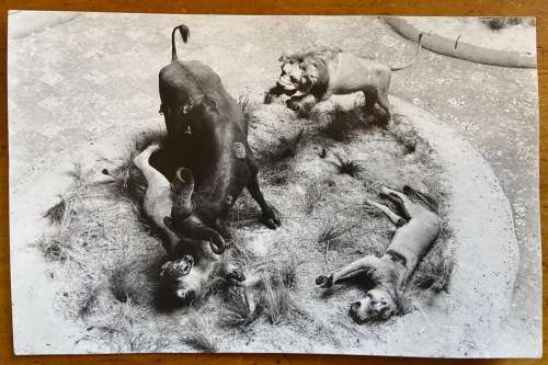 POSTCARD MOZAMBIQUE LOURENCO MARQUES ALVARO de CASTRO NATURL HISTORY MUSEUM REAL PHOTO LION BUFFALO.