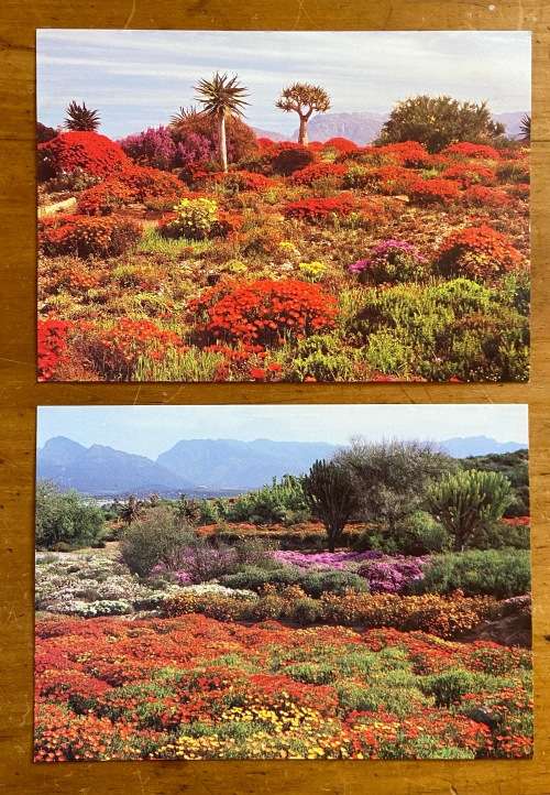 POSTCARD SOUTH AFRICA NATIONAL BOTANIC GARDENS KAROO WORCESTER CAPE FLOWERS STUNNING SUCCULENTS.