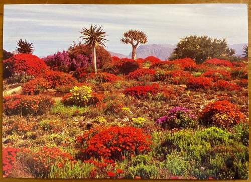 POSTCARD SOUTH AFRICA NATIONAL BOTANIC GARDENS KAROO WORCESTER CAPE FLOWERS STUNNING SUCCULENTS.