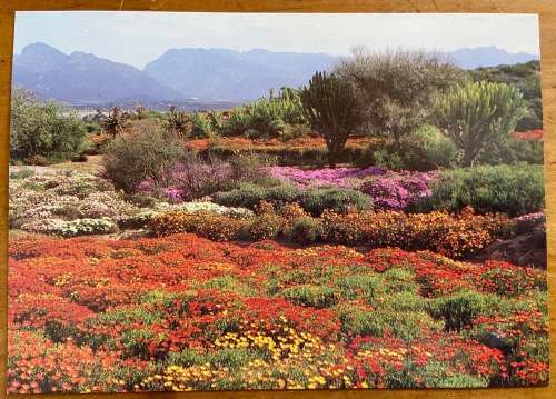 POSTCARD SOUTH AFRICA NATIONAL BOTANIC GARDENS KAROO WORCESTER CAPE FLOWERS STUNNING SUCCULENTS.