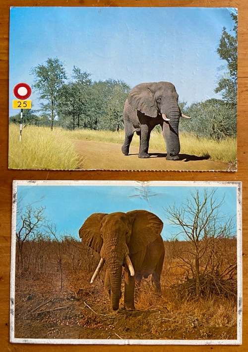 POSTCARDS x 2=AFRICAN ELEPHANTS=KRUGER NATIONAL PARK=SA RAILWAYS=BIRDS=KINGFISHER=SHRIKE=ARTCO.