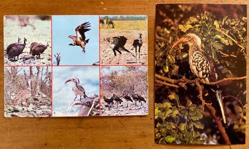 POSTCARDS x 2 BIRDS GUINEA FOWL VULTURE SECRETARY BIRD KORI BUSTARD RED-BILLED HORNBILL MARABOU.
