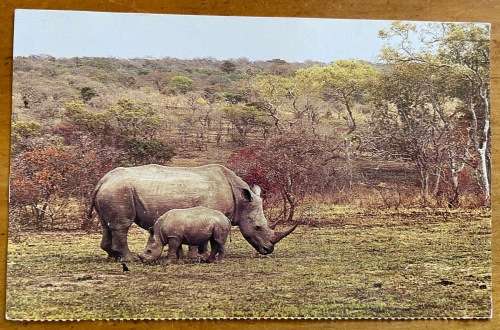 POSTCARD=BOOKLET=WHITE RHINOCERUS=RHINO=AND YOUNG=RENOSTER=KRUGER NATIONAL PARK=SA RAILWAYS TRAVEL