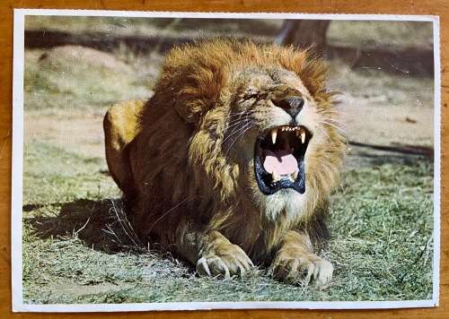 POSTCARD BOOKLET MALE LION KING of the JUNGLE LION PARK JOHANNESBURG BIRD CRIMSON BREASTED SHRIKE.