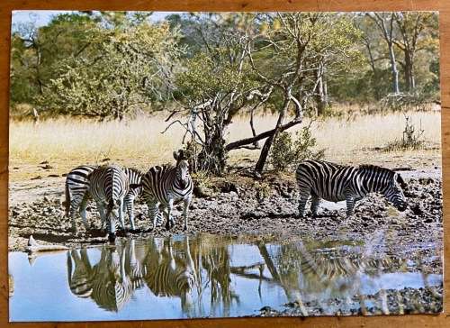 POSTCARD=BURCHELL'S ZEBRA=KRUGER NATIONAL PARK=EQUUS BURCHELLI=BONTKWAGGA=KNP CDS=1982.