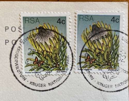 POSTCARD=BURCHELL'S ZEBRA=KRUGER NATIONAL PARK=EQUUS BURCHELLI=BONTKWAGGA=KNP CDS=1982.