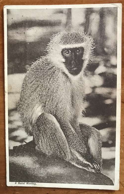 POSTCARD POST CARD POSKAART VERVET (NATAL) MONKEY B and W UNION of SA to TWEEDIE STATION