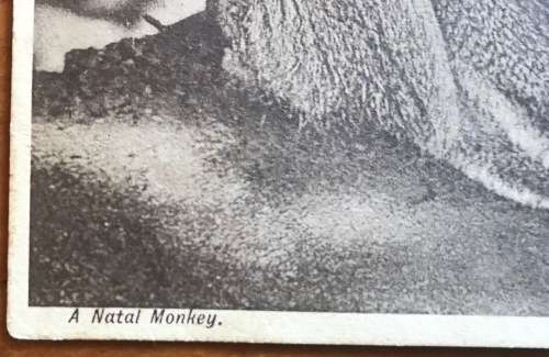 POSTCARD POST CARD POSKAART VERVET (NATAL) MONKEY B and W UNION of SA to TWEEDIE STATION