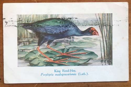 POSTCARD POST CARD POSKAART KING REED-HEN WATER BIRD CAPE TOWN 1934 SHIP
