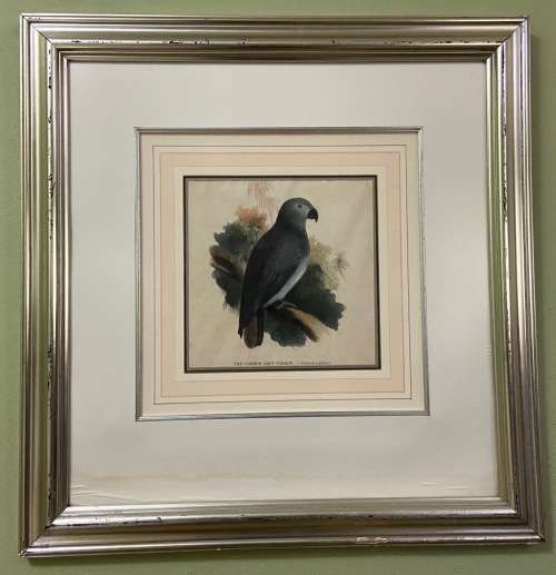 Vintage African Grey Parrot Print with Glass Covering - Psittacus Crythacus