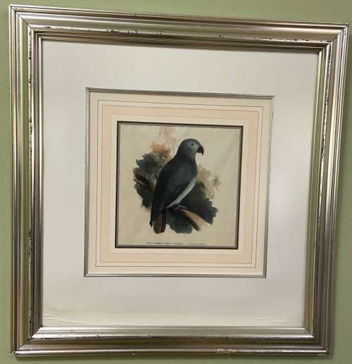 Vintage African Grey Parrot Print with Glass Covering - Psittacus Crythacus