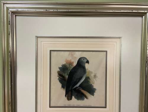 Vintage African Grey Parrot Print with Glass Covering - Psittacus Crythacus