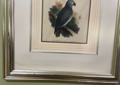 Vintage African Grey Parrot Print with Glass Covering - Psittacus Crythacus