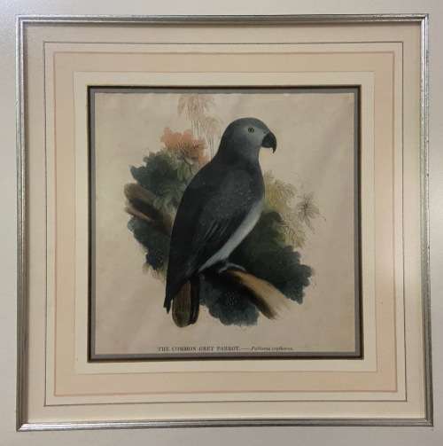 Vintage African Grey Parrot Print with Glass Covering - Psittacus Crythacus