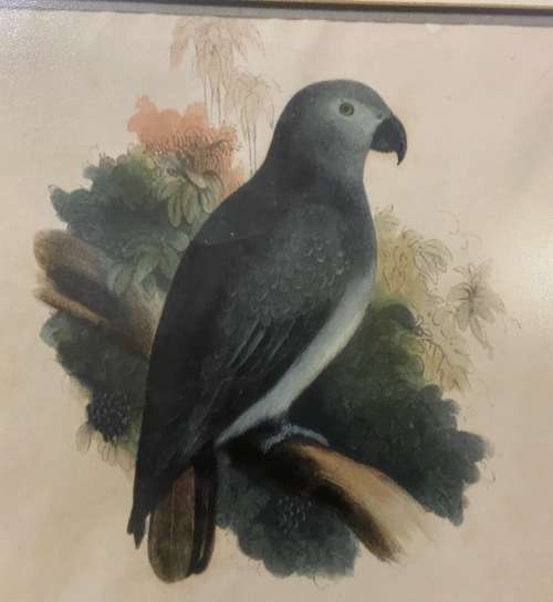 Vintage African Grey Parrot Print with Glass Covering - Psittacus Crythacus