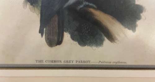 Vintage African Grey Parrot Print with Glass Covering - Psittacus Crythacus