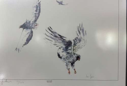 Limited Edition Print by South African Artist Pam Guhrs - Bateleur Eagles Aerial Acrobat
