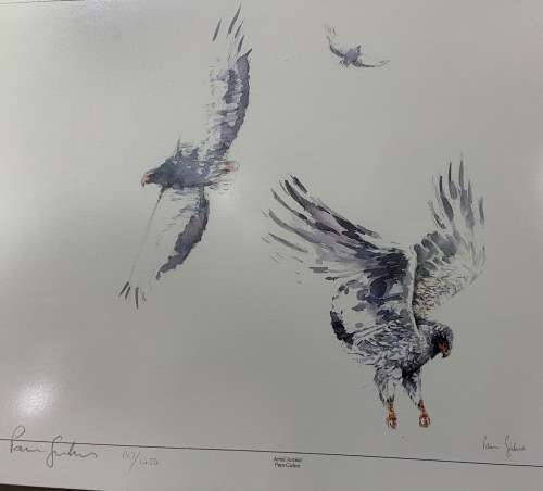 Limited Edition Print by South African Artist Pam Guhrs - Bateleur Eagles Aerial Acrobat
