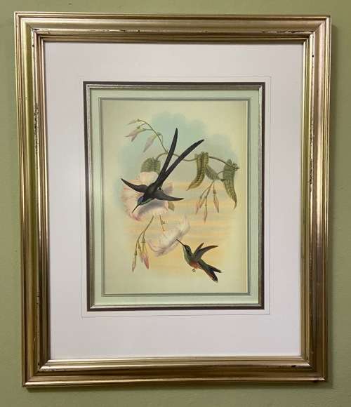 AWESOME INTERNATIONAL HUMMINGBIRD / SUNBIRD PRINT FRAMED behind GLASS ABSOLUTELY STUNNING!!!