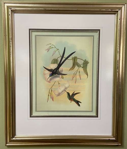 AWESOME INTERNATIONAL HUMMINGBIRD / SUNBIRD PRINT FRAMED behind GLASS ABSOLUTELY STUNNING!!!