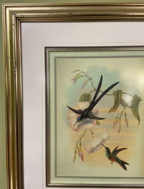 AWESOME INTERNATIONAL HUMMINGBIRD / SUNBIRD PRINT FRAMED behind GLASS ABSOLUTELY STUNNING!!!