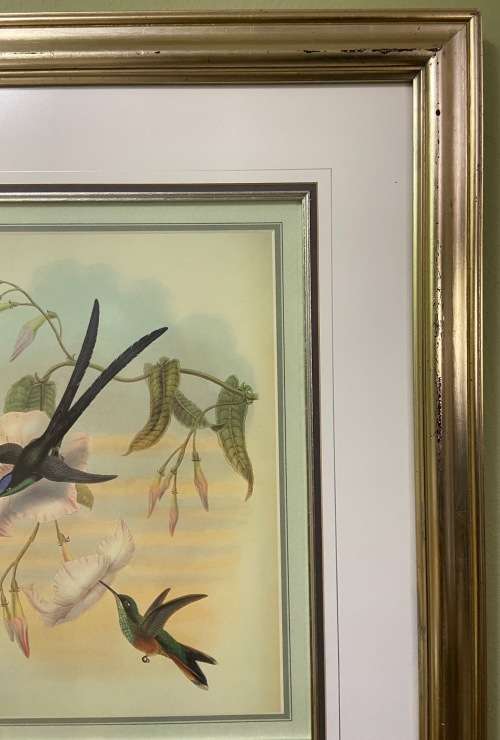 AWESOME INTERNATIONAL HUMMINGBIRD / SUNBIRD PRINT FRAMED behind GLASS ABSOLUTELY STUNNING!!!